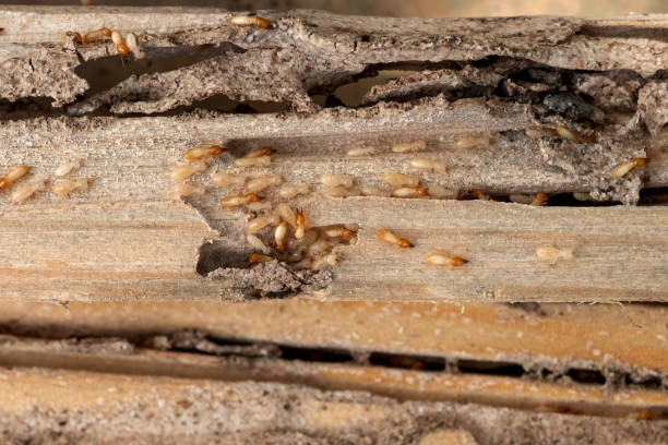 Best Affordable Pest Control Services  in Teviston, CA